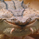 Imagen para el artículo titulado Descubren una nueva especie de tortuga. Tiene esta cara